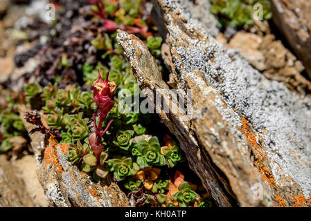 Schönen natürlichen Hintergrund mit positiven rote Blume von Kaktus in der Form des Buchstaben v wachsen auf den Felsen, in den Bergen Stockfoto