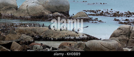 Wo Atlantik und Indischer Ozean treffen, Jackass Pinguine, Möwen und Algen zu genießen - Boulders Beach, False Bay, Simon's Town, Kapstadt, Südafrika Stockfoto