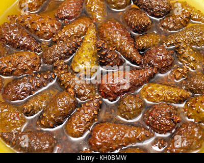 Junge Pine Tree Kegel in Honig als Heilung für Volksmedizin extrahieren. Stockfoto