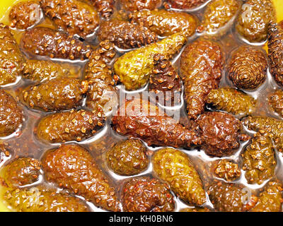 Junge Pine Tree Kegel in Honig als Heilung für Volksmedizin extrahieren. Stockfoto