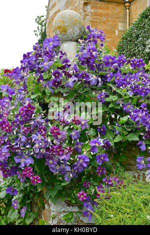 Clematis jackmanii Klettern auf einem Garten Wand eines Country House Stockfoto