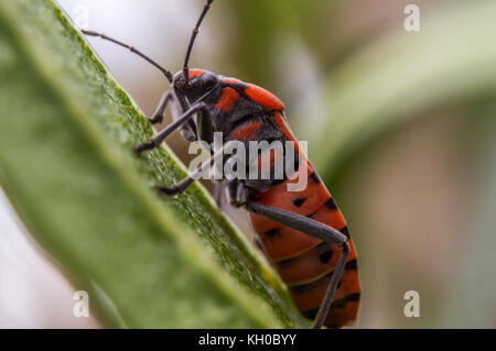 Extreme Makro einer winzigen Orange Bug. Stockfoto