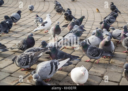 Eine Menge Tauben im park winter Sibirien Stockfoto
