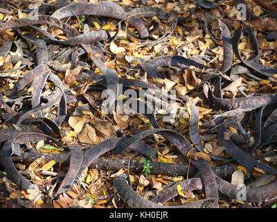 Sam Houston trail Park begeistert Stockfoto