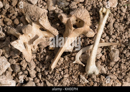 Tierknochen auf dem Great Ormes Head North Wales Stockfoto