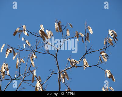 Sam Houston trail Park begeistert Stockfoto