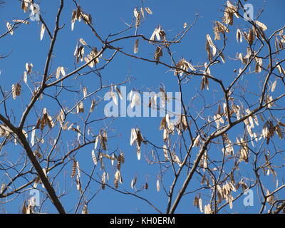 Sam Houston trail Park begeistert Stockfoto