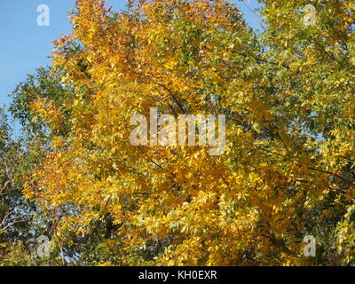 Sam Houston trail Park begeistert Stockfoto