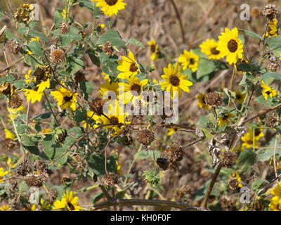 Sam Houston trail Park begeistert Stockfoto