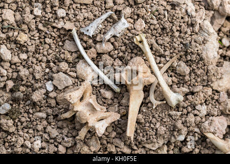 Tierknochen auf dem Great Ormes Head North Wales Stockfoto