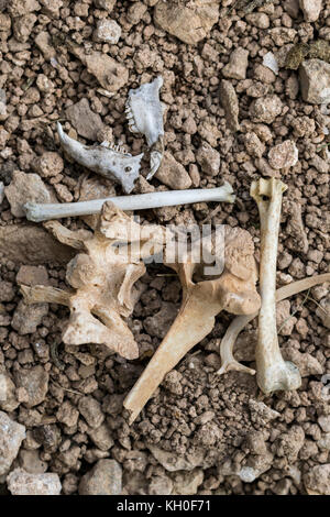 Tierknochen auf dem Great Ormes Head North Wales Stockfoto