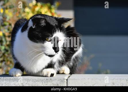 Katze sitzt an der Wand. Das Tier liegt in der Sonne. Natürliche verschwommenen Hintergrund. Stockfoto