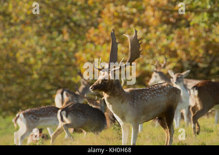 Hirsch sika Hirsche, Rehe und Hirsche in Studley royal Deer Park, ripon, North Yorkshire, England, UK. Stockfoto
