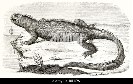 Alte Abbildung: Marine iguana (Amblyrhynchus cristatus). Von unbekannter Autor, Hrsg. auf Magasin Pittoresque, Paris, 1847 Stockfoto