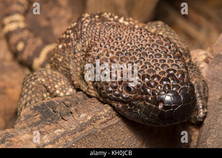 Rio Fuerte Beaded Lizard (Heloderma exasperatum) aus Sonora, Mexiko. Stockfoto