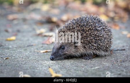 Igel im Herbst Blätter, aus dem Inneren eines Wildtierversteins genommen, um die Gesundheit und die Population dieses Lieblings-, aber rückläufigen Säugetieres zu überwachen Stockfoto