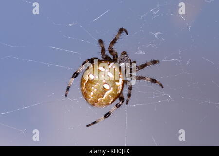 Vierfleckige Orb Weaver Spinne im Netz gegen einen blauen Himmel Stockfoto