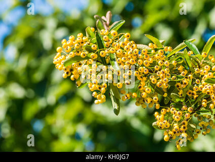 Eine Aufnahme von einem Zweig voller Gelb holzbär Beeren. Stockfoto