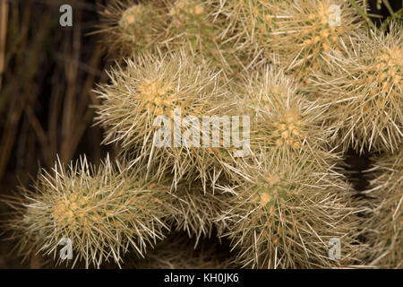 Jumping cholla (cylindropuntia Fulgida) von Maricopa County, Arizona, USA. Stockfoto