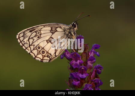 Männlich Marmorierter weißer Schmetterling, der auf Selbstheilung ruht Stockfoto