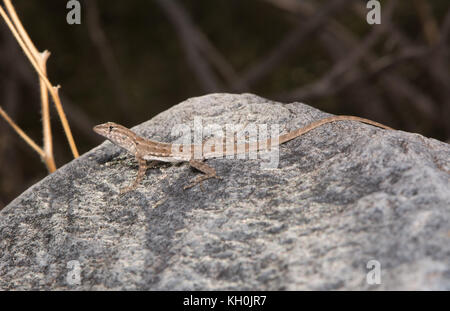 Die Schott baum Lizard (schottii urosaurus Ornatus) von Maricopa County, Arizona, USA. Stockfoto