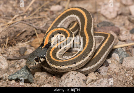 Western black-necked gartersnake (thamnophis cyrtopsis Cyrtopsis) von Graham County, Arizona, USA. Stockfoto