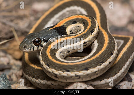 Western black-necked gartersnake (thamnophis cyrtopsis Cyrtopsis) von Graham County, Arizona, USA. Stockfoto