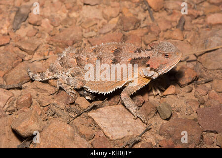 Die hernandez Kurz-horned Lizard (phrynosoma herndandesi hernandesi) von Cochise County, Arizona, USA. Stockfoto