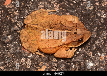 Südliche Golfküste Kröte (Incilius valliceps) von Yucatán, Mexiko. Stockfoto