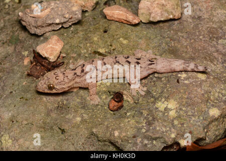 Rübe-tailed Gecko (thecadactylus rapicauda) von Campeche, Mexiko. Stockfoto