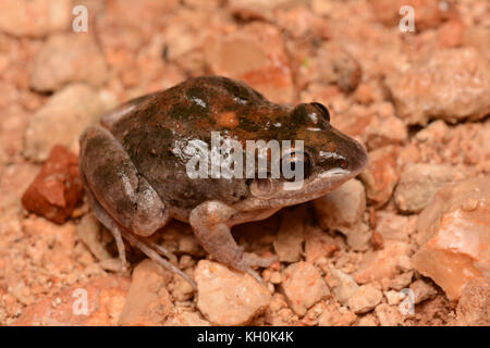 Mexikanischer Weißlippefrosch (Leptodactylus fragilis) aus Yucatán, Mexiko. Stockfoto