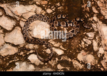 Mittelamerikanische Treesnake (Imantodes gemmistratus splendidus) aus Yucatán, Mexiko. Stockfoto