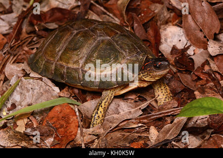 Furrowed Wood Turtle (Rhinoclemmys areolata) aus Campeche, Mexiko. Stockfoto
