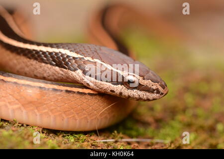 Schmidt's schwarz-gestreifte Schlange (Coniophanes schmidti) von Yucatán, México. Stockfoto