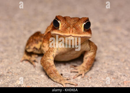 Südliche Golfküste Kröte (Incilius valliceps) von Yucatán, Mexiko. Stockfoto