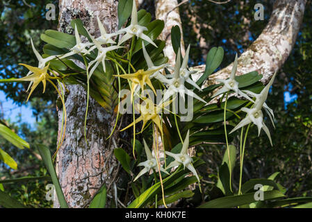 Darwins Orchidee (Angraecum sesquipedale) steht in voller Blüte in ihrem heimischen Lebensraum. Madagaskar, Afrika. Stockfoto