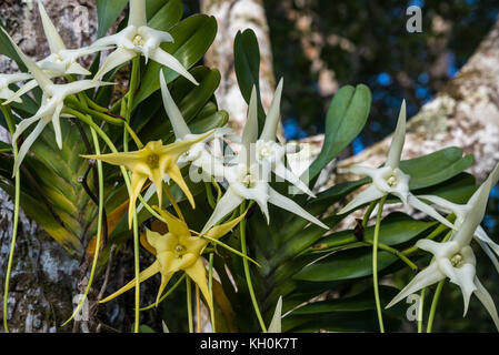 Blumen von Darwin's Orchid (Angraecum sesquipedale). Madagaskar, Afrika Stockfoto