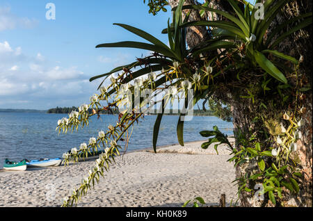 Orchideen mit weißen Blumen wachsen auf einem großen Baum an einem See. Madagaskar, Afrika Stockfoto