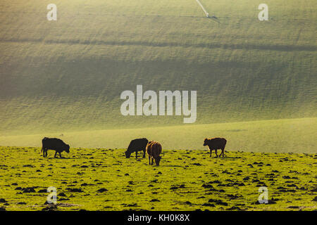 Kühe grasen auf den South Downs in West Sussex, England. Stockfoto