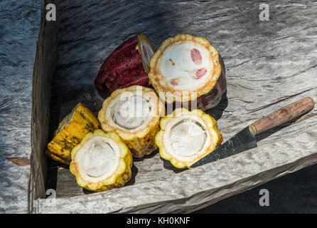 Frischen Kakao Früchte aufschneiden und serviert in einer holzschüssel. Madagaskar, Afrika Stockfoto