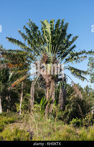 Traveler's Palm (ravenala madagascariensis), eine Unterschrift Anlage von Madagaskar, Afrika. Stockfoto