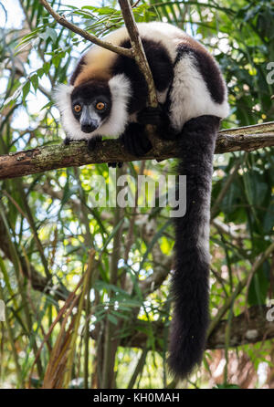 Lemur auf einem Baum. in Madagaskar, Afrika Stockfoto