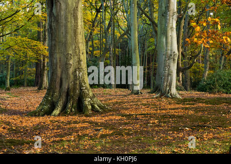 Tyninghame Estate, East Lothian, Schottland, Vereinigtes Königreich, 11. November 2017. Am späten Nachmittag Sonnenlicht im Herbst Wald auf tyninghame Immobilien Stockfoto