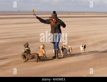 Crosby, Merseyside. UK Wetter. 10. November 2017, kalten und windigen Tag mit Wind Sand am Strand. Diesem Bereich lokal als "ein Ort, an dem man auf die Mersey Flussmündung bekannt ist berühmt für Statuen Antony Gormly der "eisernen Männer". Starke Nordwind weht das Licht Sand mit einem ätherischen Effekt auf die Sandy Buche. Kredit. MediaWorldImages/AlamyLiveNews. Stockfoto