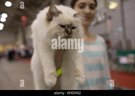 Rom, Italien, 11. November 2017: Der Super Cat Show, eine der wichtigsten feline Ereignisse aus Italien und in der Welt. Im Wettbewerb der schönsten und elegantesten Proben. Stockfoto