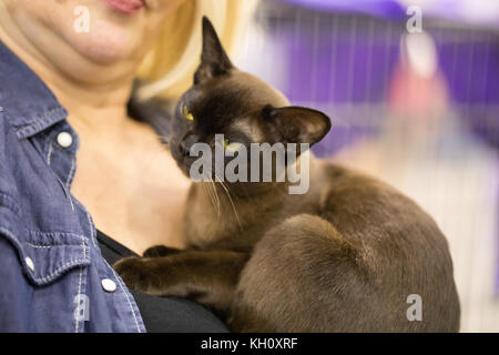 Rom, Italien, 11. November 2017: Der Super Cat Show, eine der wichtigsten feline Ereignisse aus Italien und in der Welt. Im Wettbewerb der schönsten und elegantesten Proben. Stockfoto