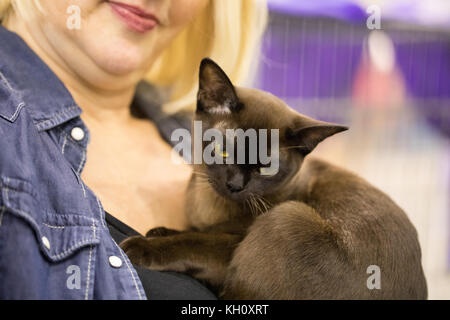 Rom, Italien, 11. November 2017: Der Super Cat Show, eine der wichtigsten feline Ereignisse aus Italien und in der Welt. Im Wettbewerb der schönsten und elegantesten Proben. Stockfoto