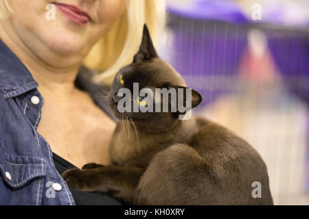 Rom, Italien, 11. November 2017: Der Super Cat Show, eine der wichtigsten feline Ereignisse aus Italien und in der Welt. Im Wettbewerb der schönsten und elegantesten Proben. Stockfoto