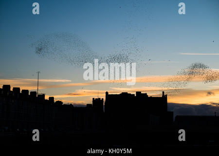 Aberystwyth Wales UK, Sonntag 12 November 2017 UK Wetter: bei Sonnenuntergang an einem hellen und bitterkalten Novemberabend in Aberystwyth stürzen Tausende von Starlingen in fantastischen „Murrationen“ am Himmel über den Dächern, bevor sie hinabsteigen, um die Nacht auf den Beinen unter dem viktorianischen Küstenpier der Stadt zu verbringen. Foto © Keith Morris / Alamy Live News Stockfoto