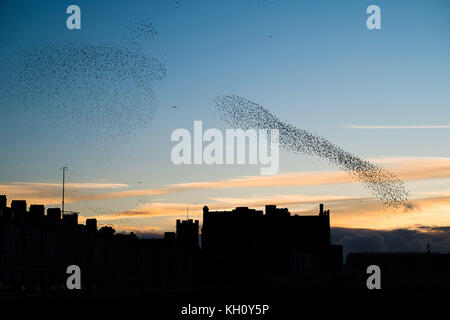 Aberystwyth Wales UK, Sonntag 12 November 2017 UK Wetter: bei Sonnenuntergang an einem hellen und bitterkalten Novemberabend in Aberystwyth stürzen Tausende von Starlingen in fantastischen „Murrationen“ am Himmel über den Dächern, bevor sie hinabsteigen, um die Nacht auf den Beinen unter dem viktorianischen Küstenpier der Stadt zu verbringen. Foto © Keith Morris / Alamy Live News Stockfoto